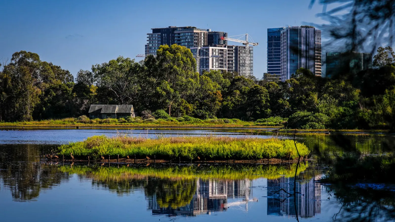 Waterbird refuge near Homebush with apartment towers behind